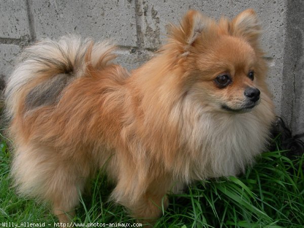 Photo de Spitz moyen