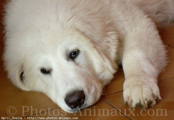 Photo de Chien de montagne des pyrnes