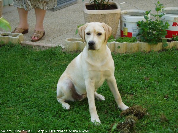 Photo de Labrador retriever