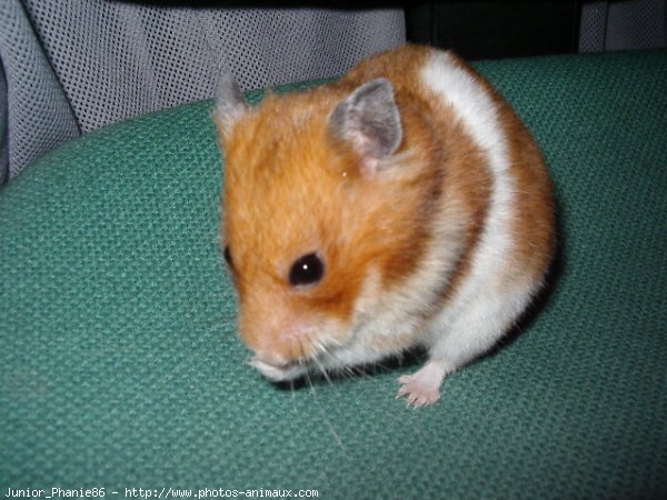 Photo de Hamster