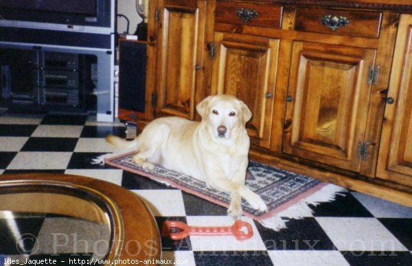 Photo de Labrador retriever