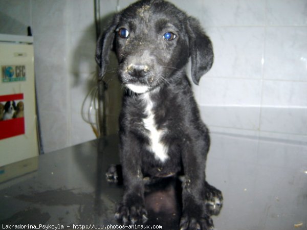 Photo de Labrador retriever