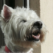 Photo de West highland white terrier