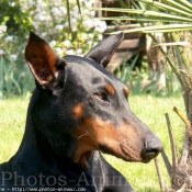 Photo de Dobermann