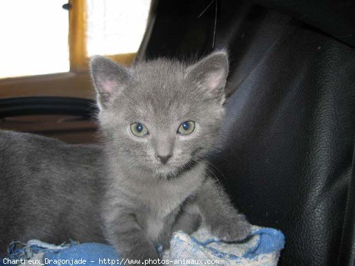 Photo de Chartreux