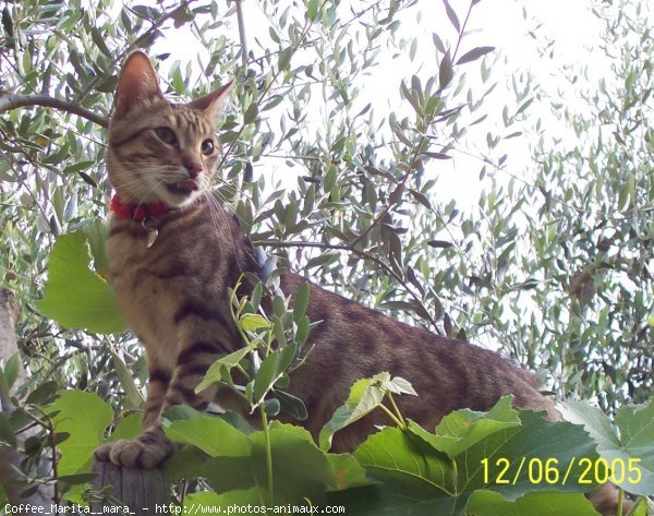 Photo de Chat domestique