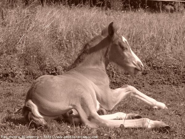 Photo de Haflinger