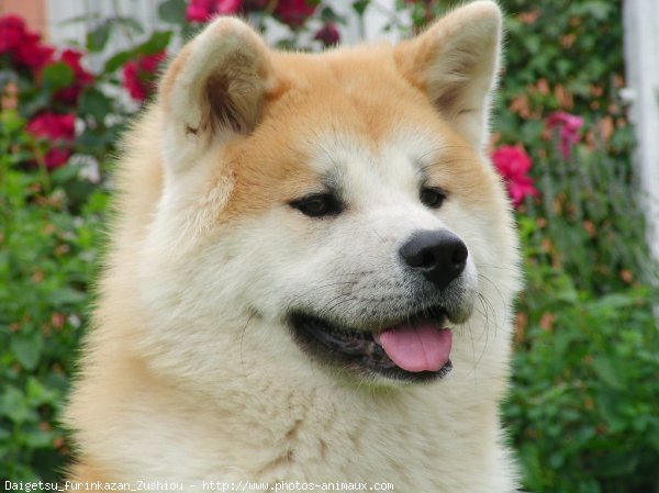 Photo d'Akita inu