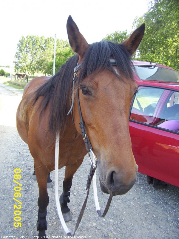 Photo de Poney franais de selle