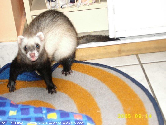 Photo de Furet