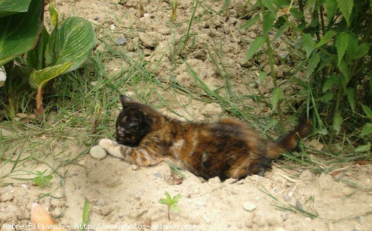 Photo de Chat domestique