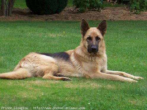 Photo de Berger allemand  poil court