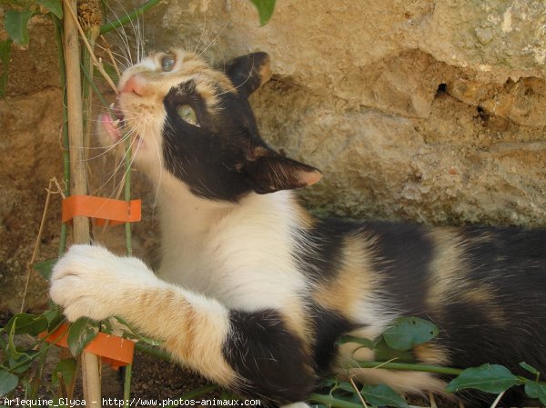 Photo de Chat domestique