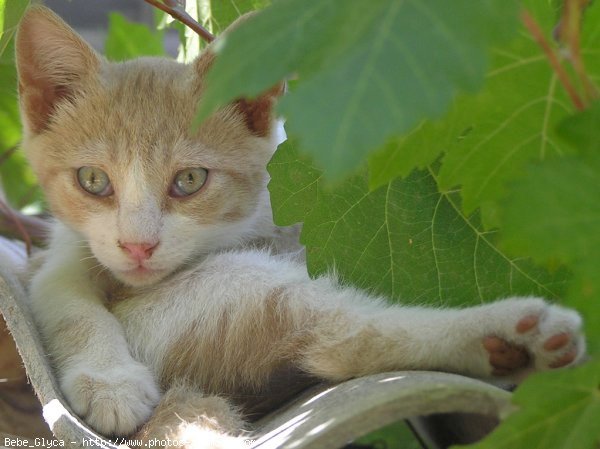 Photo de Chat domestique