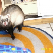 Photo de Furet