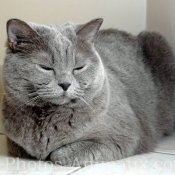 Photo de British shorthair