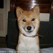 Photo de Shiba