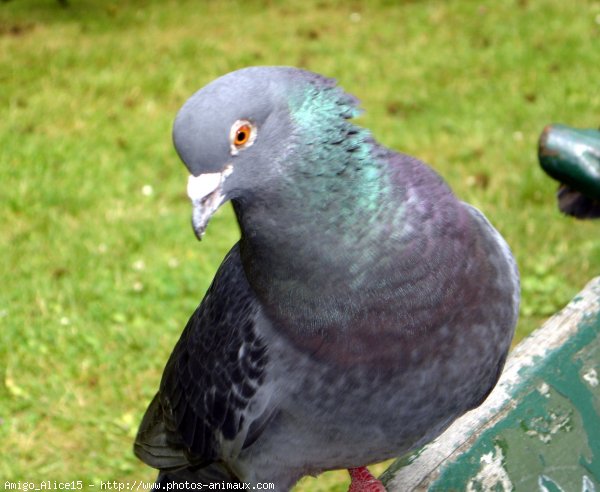 Photo de Pigeon