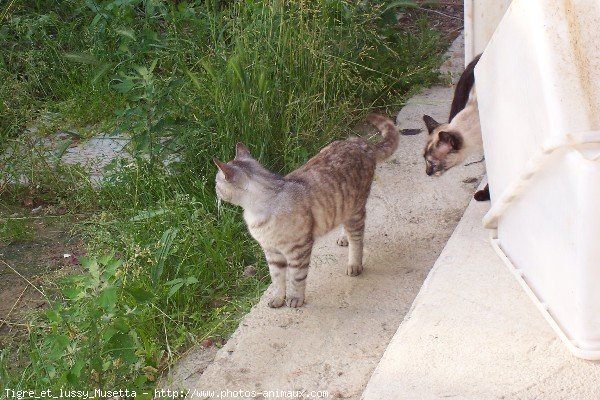 Photo de Races diffrentes