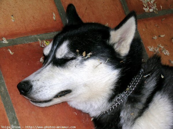 Photo de Husky siberien