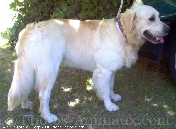 Photo de Golden retriever