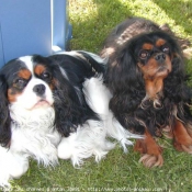 Photo de Cavalier king charles spaniel