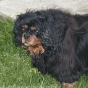 Photo de Cavalier king charles spaniel