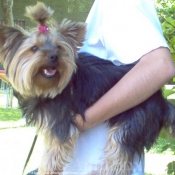 Photo de Yorkshire terrier