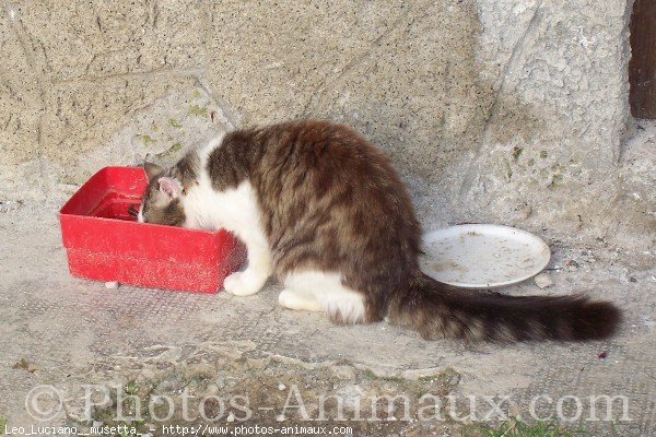 Photo de Chat domestique