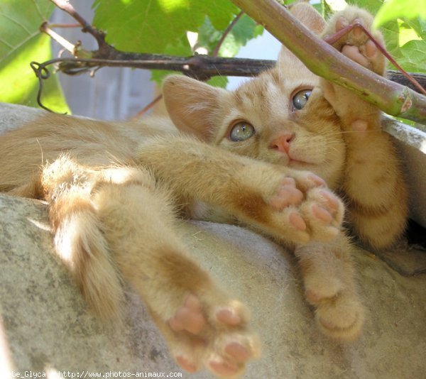 Photo de Chat domestique