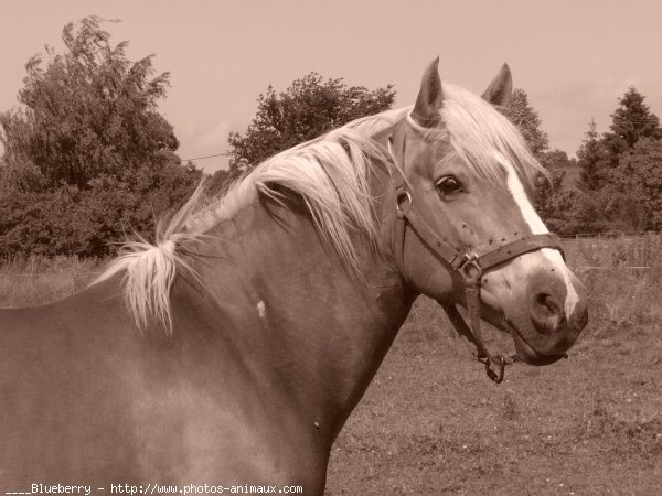 Photo de Haflinger