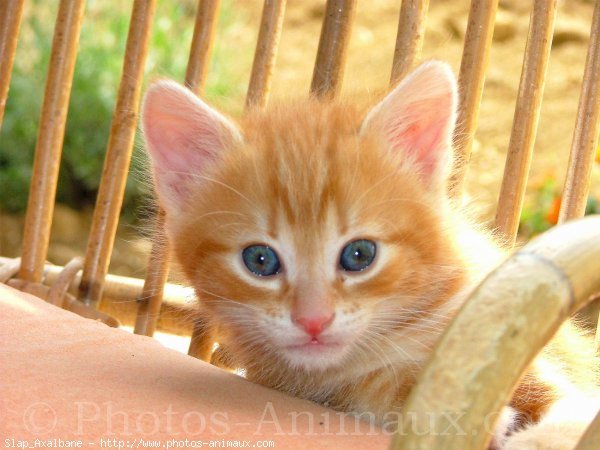 Photo de Chat domestique