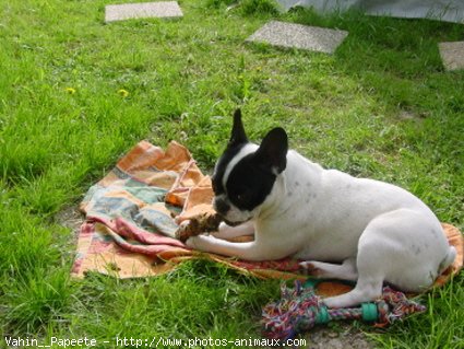 Photo de Bouledogue franais