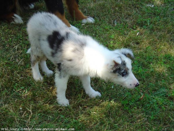 Photo de Border collie