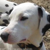 Photo de Dalmatien