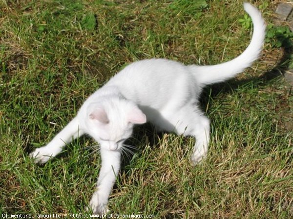 Photo de Chat domestique