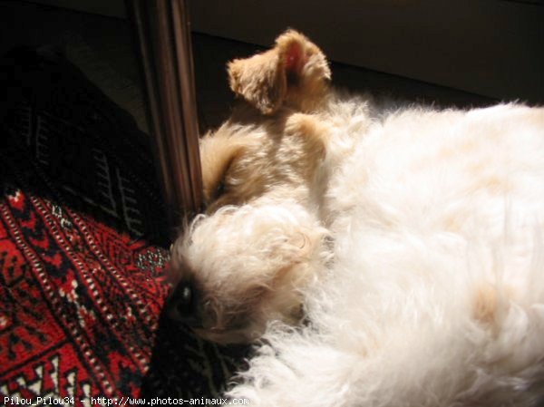 Photo de Fox terrier  poil dur