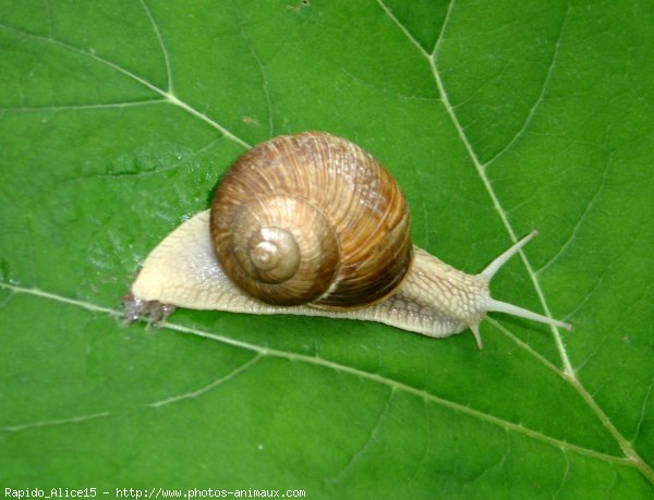 Photo d'Escargot