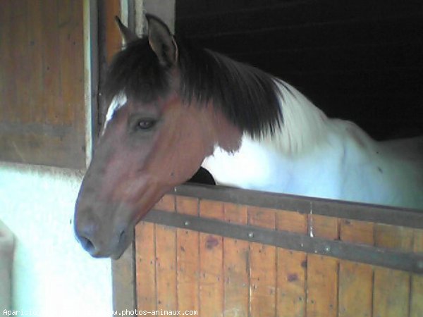 Photo de Paint horse