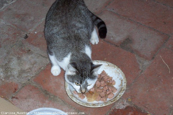 Photo de Chat domestique