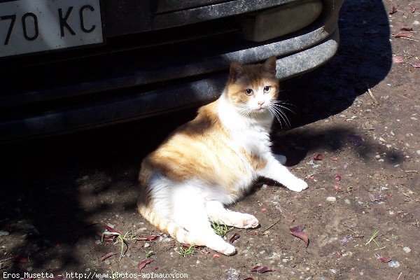 Photo de Chat domestique