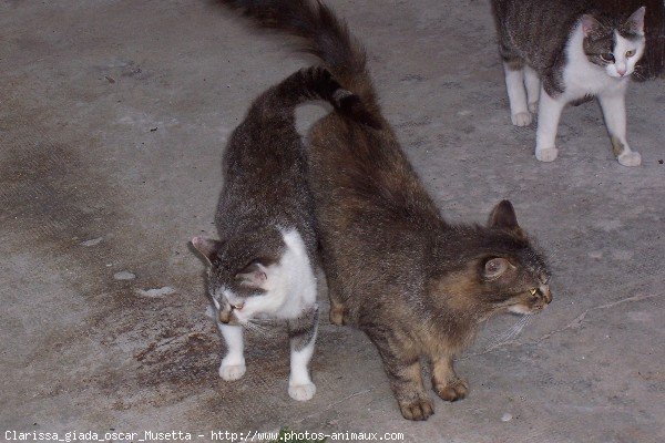 Photo de Races diffrentes