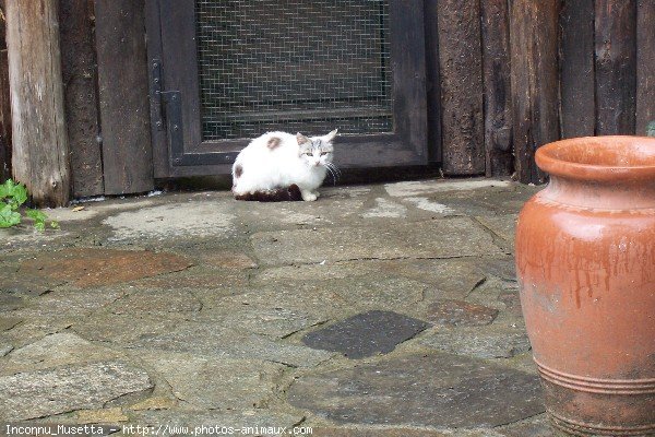 Photo de Chat domestique