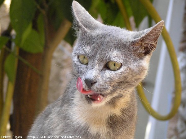 Photo de Chat domestique