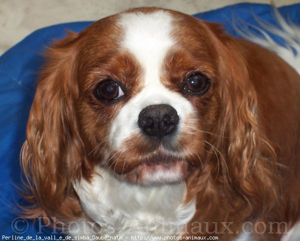 Photo de Cavalier king charles spaniel