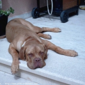 Photo de Dogue de bordeaux