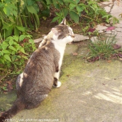 Photo de Chat domestique