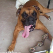 Photo de Boxer