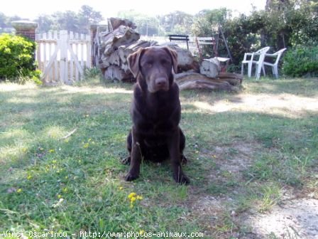 Photo de Labrador retriever