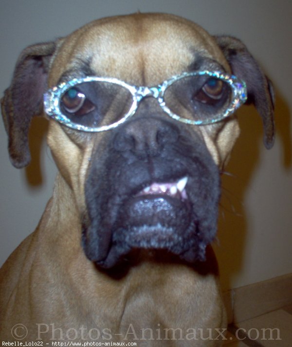 Photo de Boxer